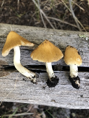  ( - MO526130)  @11 [ ] CreativeCommons - Attribution Share-Alike (2023) Unspecified Arizona Mushroom Society