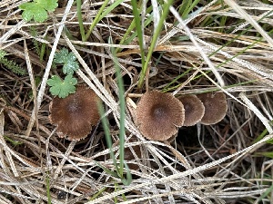  ( - MO551827)  @11 [ ] CreativeCommons - Attribution Share-Alike (2024) Unspecified Arizona Mushroom Society