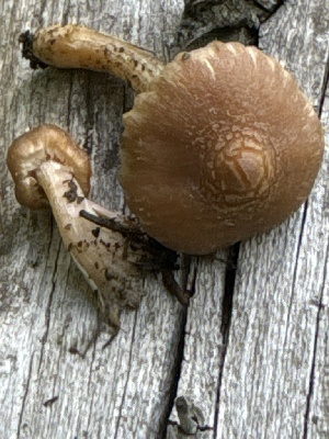  (Inocybe sp. TAC654 - MO551896)  @11 [ ] CreativeCommons - Attribution Share-Alike (2024) Unspecified Arizona Mushroom Society