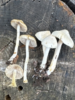 (Inocybe sambucella - MO555998)  @11 [ ] CreativeCommons - Attribution Share-Alike (2024) Unspecified Arizona Mushroom Society