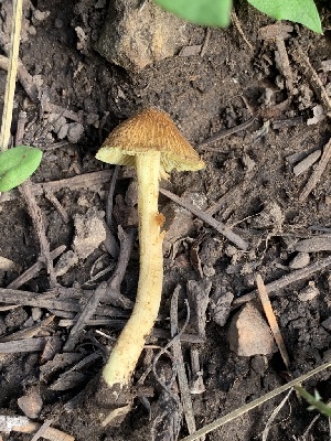  (Inocybe sp. BE93 - MO563068)  @11 [ ] CreativeCommons - Attribution Share-Alike (2024) Unspecified Arizona Mushroom Society