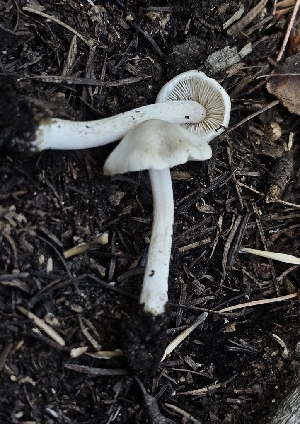  (Inocybe sambucella - MO561289)  @11 [ ] CreativeCommons - Attribution Share-Alike (2024) Unspecified Arizona Mushroom Society