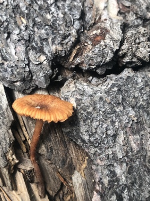  ( - MO524329)  @11 [ ] CreativeCommons - Attribution Share-Alike (2023) Unspecified Arizona Mushroom Society