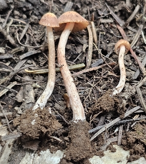  (Laccaria sp. KMF141 - MO561288)  @11 [ ] CreativeCommons - Attribution Share-Alike (2024) Unspecified Arizona Mushroom Society