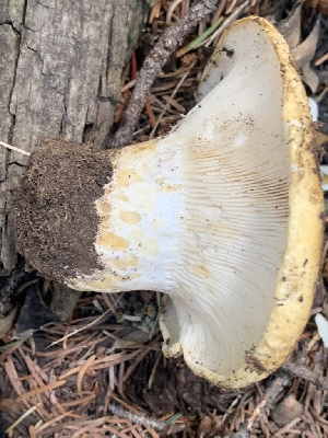  ( - MO563246)  @11 [ ] CreativeCommons - Attribution Share-Alike (2024) Unspecified Arizona Mushroom Society