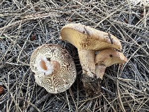  (Lactarius cf. uvidus - MO530931)  @11 [ ] CreativeCommons - Attribution Share-Alike (2023) Unspecified Arizona Mushroom Society