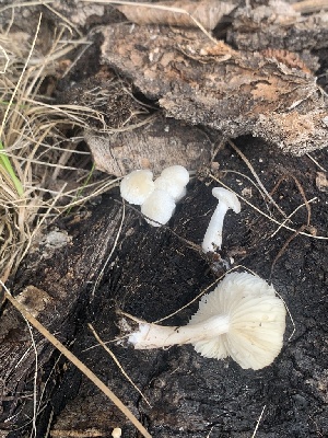  ( - MO563253)  @11 [ ] CreativeCommons - Attribution Share-Alike (2024) Unspecified Arizona Mushroom Society