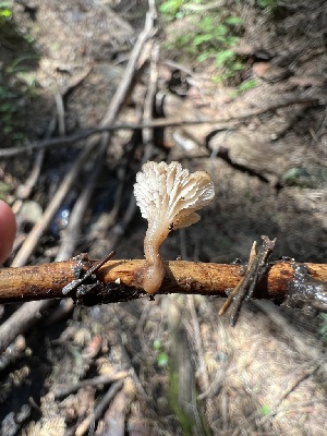  (Lentinellus cystidiosus - MO541400)  @11 [ ] CreativeCommons - Attribution Share-Alike (2024) Unspecified Arizona Mushroom Society