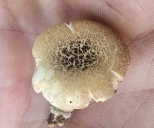  ( - MO555027)  @11 [ ] CreativeCommons - Attribution Share-Alike (2024) Unspecified Arizona Mushroom Society