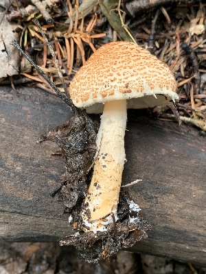  (Lepiota sp. cortinarius-BE62 - MO562980)  @11 [ ] CreativeCommons - Attribution Share-Alike (2024) Unspecified Arizona Mushroom Society