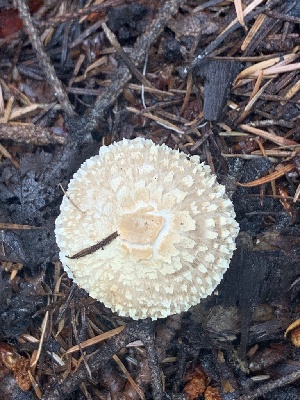  (Lepiota sp. clypeolaria-BE69 - MO562993)  @11 [ ] CreativeCommons - Attribution Share-Alike (2024) Unspecified Arizona Mushroom Society