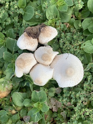  ( - MO561909)  @11 [ ] CreativeCommons - Attribution Share-Alike (2024) Unspecified Arizona Mushroom Society