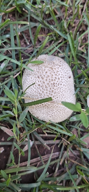  ( - MO555149)  @11 [ ] CreativeCommons - Attribution Share-Alike (2024) Unspecified Arizona Mushroom Society