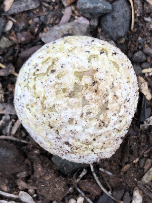  (Calvatia lilacina - MO527512)  @11 [ ] CreativeCommons - Attribution Share-Alike (2023) Unspecified Arizona Mushroom Society