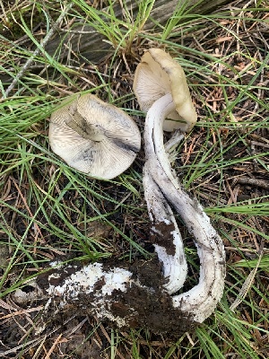  ( - MO563249)  @11 [ ] CreativeCommons - Attribution Share-Alike (2024) Unspecified Arizona Mushroom Society