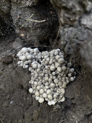  (Hypsizygus marmoreus - MO558902)  @11 [ ] CreativeCommons - Attribution Share-Alike (2024) Unspecified Arizona Mushroom Society