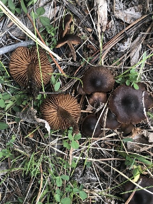  (Cortinarius suberythrinus - MO495294)  @11 [ ] CreativeCommons  Attribution Non-Commercial Share-Alike (2022) Unspecified AMS