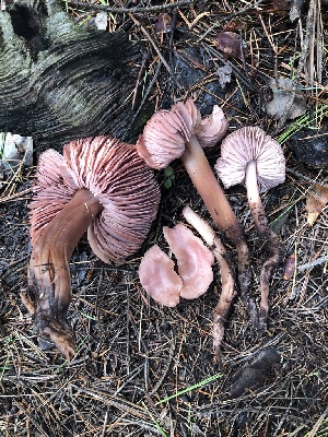  (Rhodocollybia sp. TAC395 - MO502361)  @11 [ ] CreativeCommons  Attribution Non-Commercial Share-Alike (2022) Unspecified AMS