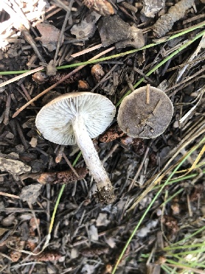  (Tricholoma cf. triste - MO502524)  @11 [ ] CreativeCommons  Attribution Non-Commercial Share-Alike (2022) Unspecified AMS