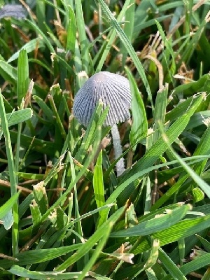  (Coprinopsis sp. TAC445 - MO502968)  @11 [ ] CreativeCommons  Attribution Non-Commercial Share-Alike (2022) Unspecified AMS