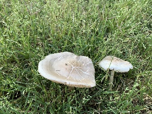  ( - MO508876)  @11 [ ] CreativeCommons - Attribution Share-Alike (2023) Unspecified Arizona Mushroom Society