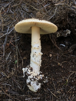  (Amanita sp. MD23 - MO509151)  @11 [ ] CreativeCommons - Attribution Share-Alike (2023) Unspecified Arizona Mushroom Society