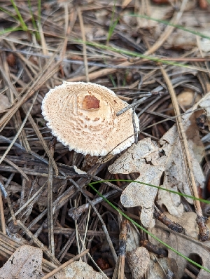  ( - MO511064)  @11 [ ] CreativeCommons - Attribution Share-Alike (2023) Unspecified Arizona Mushroom Society