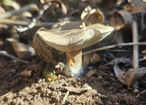  (Melanoleuca - MO548898)  @11 [ ] CreativeCommons - Attribution Share-Alike (2024) Unspecified Arizona Mushroom Society