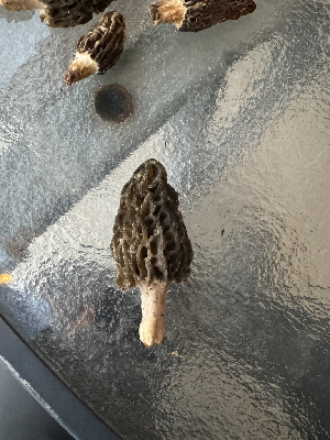  (Morchella brunnea - MO548332)  @11 [ ] CreativeCommons - Attribution Share-Alike (2024) Unspecified Arizona Mushroom Society