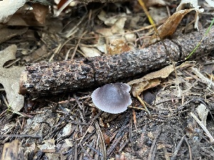  ( - MO568305)  @11 [ ] CreativeCommons - Attribution Share-Alike (2024) Unspecified Arizona Mushroom Society