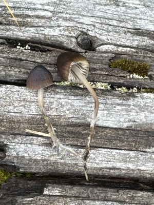  ( - MO585399)  @11 [ ] CreativeCommons - Attribution Share-Alike (2025) Unspecified Arizona Mushroom Society
