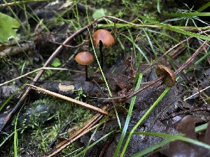  ( - MO568304)  @11 [ ] CreativeCommons - Attribution Share-Alike (2024) Unspecified Arizona Mushroom Society