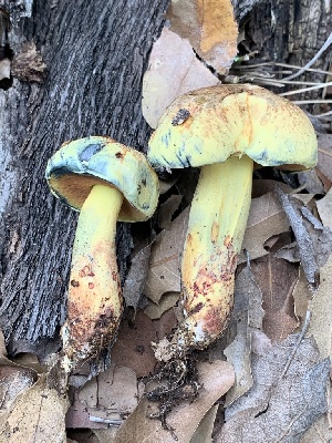  (Boletus subluridellus - MO561949)  @11 [ ] CreativeCommons - Attribution Share-Alike (2024) Unspecified Arizona Mushroom Society