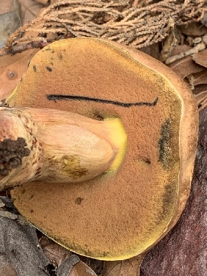  ( - MO561950)  @11 [ ] CreativeCommons - Attribution Share-Alike (2024) Unspecified Arizona Mushroom Society