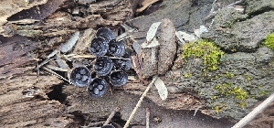  (Cyathus stercoreus - MO546448)  @11 [ ] CreativeCommons - Attribution Share-Alike (2024) Unspecified Arizona Mushroom Society