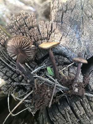  (Gymnopus - MO520152)  @11 [ ] CreativeCommons - Attribution Share-Alike (2023) Unspecified Arizona Mushroom Society