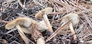  ( - MO561427)  @11 [ ] CreativeCommons - Attribution Share-Alike (2024) Unspecified Arizona Mushroom Society