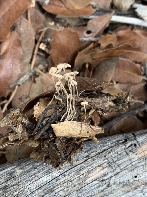  (Mycetinis opacus - MO563044)  @11 [ ] CreativeCommons - Attribution Share-Alike (2024) Unspecified Arizona Mushroom Society