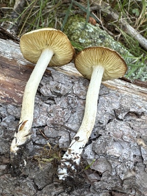  ( - MO585370)  @11 [ ] CreativeCommons - Attribution Share-Alike (2025) Unspecified Arizona Mushroom Society