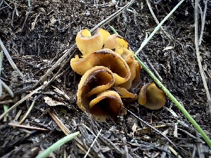  (Otidea sp. JM30 - MO558375)  @11 [ ] CreativeCommons - Attribution Share-Alike (2024) Unspecified Arizona Mushroom Society