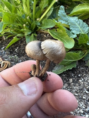  (Agrocybe pediades - MO547428)  @11 [ ] CreativeCommons - Attribution Share-Alike (2024) Unspecified Arizona Mushroom Society