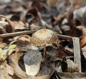  ( - MO547497)  @11 [ ] CreativeCommons - Attribution Share-Alike (2024) Unspecified Arizona Mushroom Society