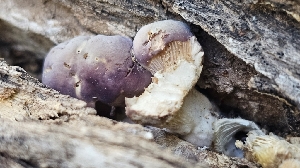  (Panus subfasciatus - MO600899)  @11 [ ] CreativeCommons - Attribution Share-Alike (2025) Unspecified Arizona Mushroom Society