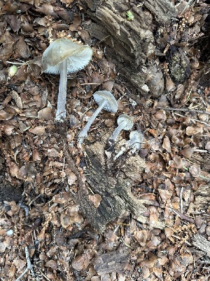  ( - MO555837)  @11 [ ] CreativeCommons - Attribution Share-Alike (2024) Unspecified Arizona Mushroom Society