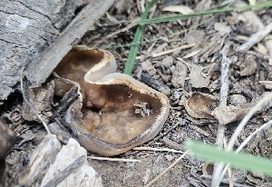 ( - MO550576)  @11 [ ] CreativeCommons - Attribution Share-Alike (2024) Unspecified Arizona Mushroom Society