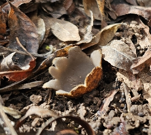  (Geopora cf. sepulta - MO548909)  @11 [ ] CreativeCommons - Attribution Share-Alike (2024) Unspecified Arizona Mushroom Society