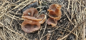  ( - MO548911)  @11 [ ] CreativeCommons - Attribution Share-Alike (2024) Unspecified Arizona Mushroom Society