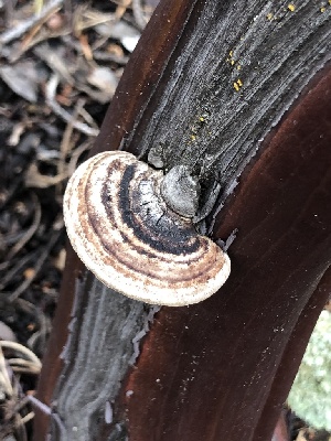  (Phellinus arctostaphyli - MO517575)  @11 [ ] CreativeCommons - Attribution Share-Alike (2023) Unspecified Arizona Mushroom Society