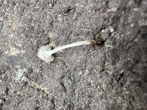  ( - MO571801)  @11 [ ] CreativeCommons - Attribution Share-Alike (2025) Unspecified Arizona Mushroom Society