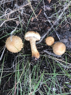  (Pholiota squarrosa - MO528330)  @11 [ ] CreativeCommons - Attribution Share-Alike (2023) Unspecified Arizona Mushroom Society